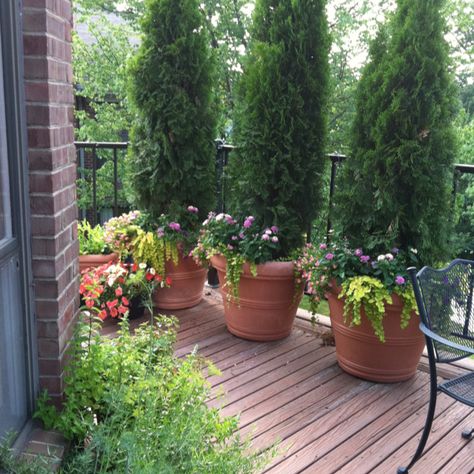 Summer Planters - could be permanent features on our deck to help with privacy Privacy Landscaping Backyard, Backyard Planters, Potted Plants Patio, Summer Planter, Privacy Trees, Tree Planters, Privacy Plants, Privacy Landscaping, Backyard Privacy