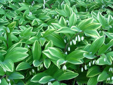 Gardening 101: Solomon’s Seal Solomon Seal, Shade Garden Plants, Solomons Seal, Sensory Garden, White Plants, Garden Planner, Gardening 101, Planner Journal, Plant Roots