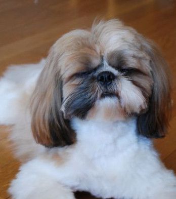 Shih Tzu : ce qu'il faut savoir avant d'adopter ce chien Chien Shih Tzu, Shih Tzu, Chihuahua, Dresser, Dogs, Animals