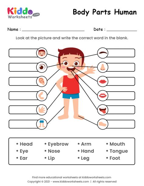 Free Printable Body Parts of Human Worksheet - kiddoworksheets Body Parts Worksheet, Anatomy Body Parts, Human Body Diagram, Human Body Printables, Body Parts For Kids, Human Body Worksheets, Body Parts Preschool, Materi Bahasa Inggris, Body Diagram