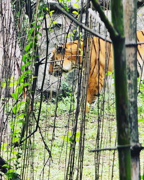 A Day @ the Zoo 🦁🐊 idk about you, but I'm definitely vibin with the White Tiger!! 🐯 White Tiger, The Zoo, The White, On Instagram, Quick Saves, White, Instagram