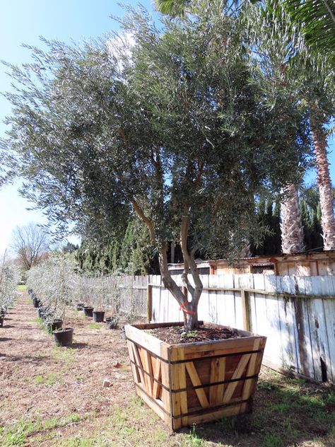 Wilson Olive Tree, Swan Hill Olive Tree, Fruitless Olive Tree Landscapes, Fruitless Olive Tree, Mediterranean Trees, Olive Tree Care, Napa House, California Landscaping, Ranch Landscaping