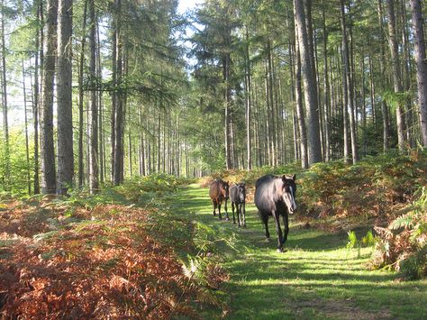 New Forest, Hampshire, England by east med wanderer, via Flickr New Forest England, Hampshire House, Hampshire England, South Of England, The New Forest, Forest Bathing, British Countryside, New Forest, Isle Of Wight