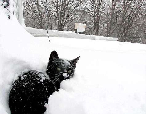 black cat in the snow :) A Black Cat, Silly Animals, Cat Aesthetic, Silly Cats, Pretty Cats, Cute Little Animals, Baby Cats, Cat Lady, Cat Pics