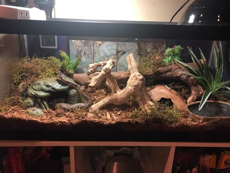 Hognose Bioactive, Snake Tanks Ideas, 40 Gallon Snake Enclosure, Snake Tank Setup Ideas, African House Snake Enclosure, Royal Python Vivarium Ideas, California King Snake Habitat, Rosy Boa Enclosure, Ball Python Terrarium