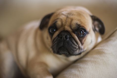 When humans are reunited with their pets, owners might shed more than a few tears. But do dogs do the same? Until now, most evidence has indicated that, while they do exhibit empathic responses to humans in need of comfort, dogs do not cry. But a new study from Japan, published in the journal Current […] The post Do Dogs Cry? New Study Indicates Dog Tears Facilitate Canine-Human Bond appeared first on American Kennel Club. Dramamine For Dogs, Dog Whining, Dog Crying, Dog Shaking, Animal Behaviorist, Dog Stories, Dog People, Older Dogs, American Kennel Club