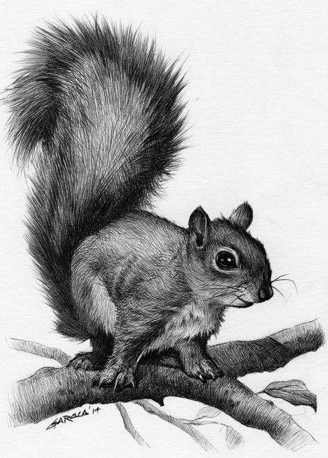 1000+ ideas about Squirrel Tattoo on Pinterest | Acorn Tattoo ... Squirrel Drawing, Squirrel Tattoo, Squirrel Pictures, Polynesian Tattoos, Squirrel Art, Pencil Drawings Of Animals, Animal Drawings Sketches, 3d Tattoos, White Drawing