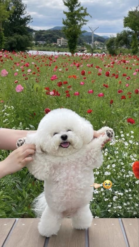 Anjing Maltese, Bichon Dog, Bichon Frise Puppy, Cute Fluffy Dogs, Very Cute Puppies, Bichon Frise Dogs, Very Cute Dogs, Really Cute Dogs