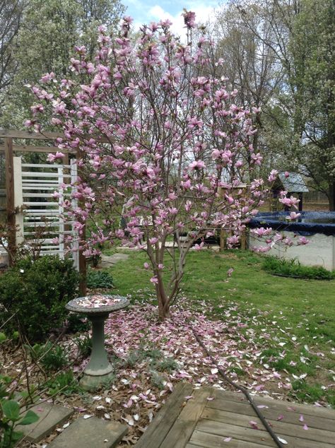 Jane Magnolia, Side Garden, Yard Project, Dream Garden, Bird Bath, Stepping Stones, Magnolia, Flower Garden, Yard