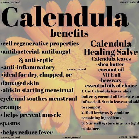 Healing Benefits of Calendula & Salve Calendula Spiritual Benefits, Calendula Salve Benefits, African Rituals, Benefits Of Calendula, Herbs For Protection, Calendula Salve, Herbal Medicine Recipes, Herbal Remedies Recipes, Calendula Benefits