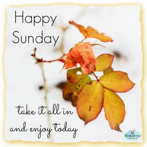 Happy Sunday! Enjoy the beginning of Fall! 🌞 Sunday Fall Quotes, Sunday Fall, Beginning Of Fall, Thought Pictures, Happy Sunday Morning, Sunday Greetings, Sunday Images, Fall Quotes, Sunday Quotes