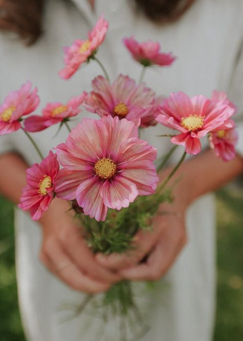 Pink Cosmos Bouquet, Cut Flower Garden Bouquet, Cosmos Varieties, Lino Flowers, Cosmos Bouquet, Cosmos Garden, Pink Cosmos Flowers, Planting Flowers From Seeds, Garden Cosmos