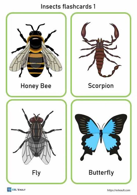 24 free printable PDF insects flashcards - ESL Vault Bug Puzzles Free Printable, Free Printable Bugs And Insects, Insect Matching Free Printable, Bugs And Insects Preschool Activities Free Printable, Bugs Flashcards, Insects Preschool Activities, Insects Theme Classroom, Insect Flashcards, Insect Printables