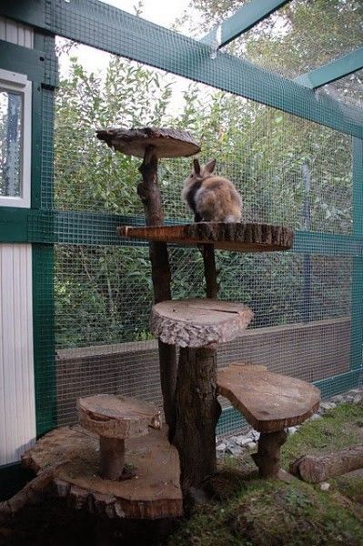 Gallery of recommended rabbit housing | Rabbit hutch photos | Pictures of alternative living areas for bunnies Tapsi Hapsi, Rabbit Enclosure, Rabbit Habitat, Guinea Pig Hutch, Bunny Hutch, Bunny Room, Raising Rabbits, Pet Bunny Rabbits, Rabbit Cages