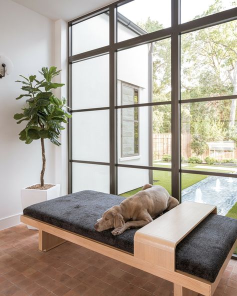 A beautiful home and a happy pup—what more could you ask for? 🏡🐕 Interior Design, Dog Friendly, Pup Approved Custom Pool, X Design, Foyer Decor, Beautiful Water, Luxury Pool, Custom Pools, Organic Architecture, Organic Design, Interior Design Portfolio