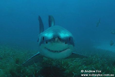 If ever a Great White looked cute, this is it. Misunderstood Shark, Shark Meme, Shark In The Ocean, Save The Sharks, Happy Shark, Shark Pictures, Swimming In The Ocean, Shark Bait, Sharks Funny