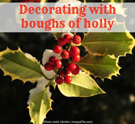 Decorating With Holly Branches, Christmas Foraging, Christmas Holly Decorations, Edwardian Christmas, Shortest Day Of The Year, Boughs Of Holly, Holly Decorations, The Celts, Holidays Around The World