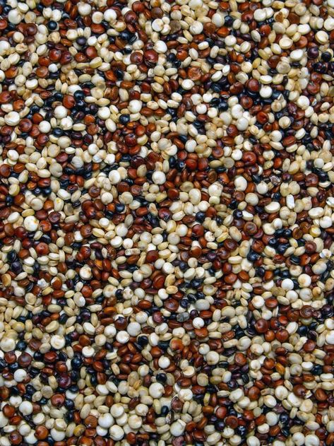 Is quinoa good for you everyday? Quinoa Health Benefits, Black Quinoa, What Is Quinoa, Quinoa Benefits, Quinoa Seeds, Cook Quinoa, Seeds Benefits, What Is Health, Gluten Free Grains