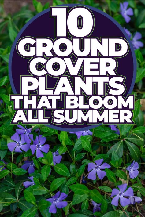 10 Ground Cover Plants That Bloom All Summer Flowering Ground Cover Perennials, Purple Ground Cover, Ground Covers For Sun, Ground Cover Flowers, Best Ground Cover Plants, Perennial Garden Plans, Perennial Ground Cover, Perennial Gardens, Full Sun Perennials