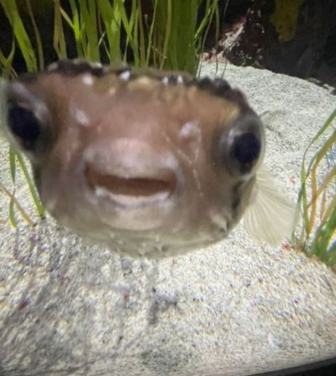 Pfp Cute Aesthetic, Mina Core, Silly Pufferfish, Pufferfish Photography, Cute Puffer Fish, Green Spotted Puffer Fish, Funny Fish, Puffer Fish, Fish Memes Hilarious