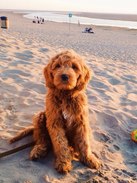 Cute Dog On Beach, Dogs Golden Doodles, Golden Labradoodle Puppy, Golden Doodles Puppies, Cute Labradoodles, Cacapoopoo Dog, Dog In Beach, Baby Golden Doodle, Dog At Beach