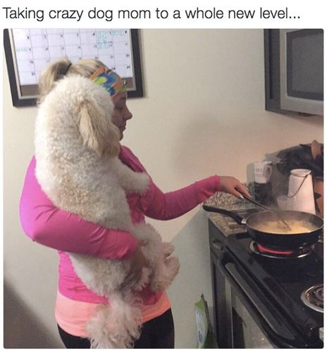 How To Be A Good Dog Mom, Dog Mom Quotes Humor, Dog Mom Humor, Puppy Mom, Dog Mom Memes Humor, Fur Mom, Pet Mom, Raining Cats And Dogs, Dog Owner Memes Funny