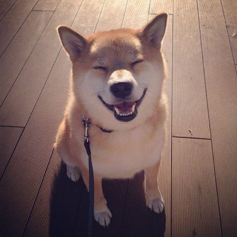 The Best Of Marutaro: The Cutest Shiba Inu On Instagram Japanese Dogs, Shiba Inu Puppy, Shiba Inu Dog, Love My Dog, Smiling Dogs, Chiba, Animal Photo, Happy Dogs, Shiba Inu