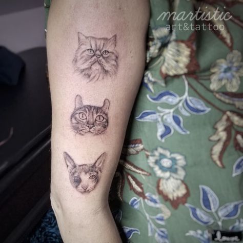 Black and grey small cat portraits tattoo. Persian, highland lynx and cornish rex. Persian Cat Tattoo, Portraits Tattoo, Pastel Tattoo, Cat Portrait Tattoos, Cornish Rex, Small Cat, Persian Cat, Cat Portraits, Cat Tattoo