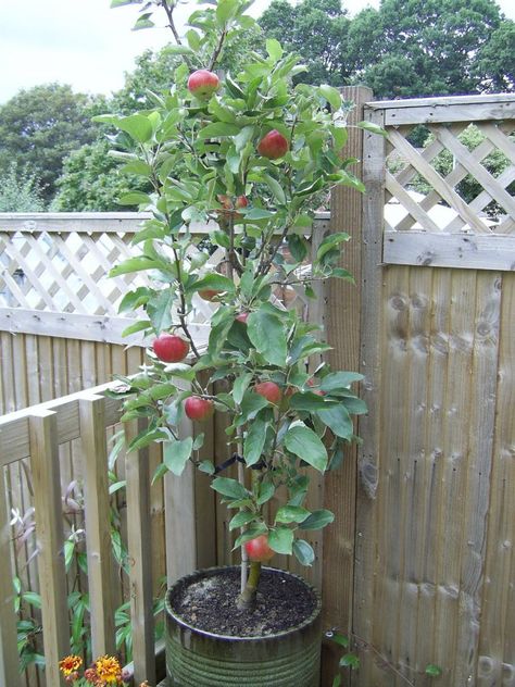 Complete guide to dwarf & miniature fruit trees - Chris Bowers Tree In Container, Miniature Fruit Trees, Fruit Trees Backyard, Fruit Trees In Containers, Potted Fruit Trees, Patio Fruit Trees, Fruit Tree Garden, Fruit Bushes, Patio Trees