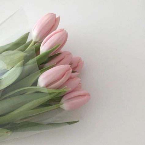 Baby Pink Aesthetic, Plant Aesthetic, Pastel Pink Aesthetic, Pink Themes, Pink Tulips, Aesthetic Colors, Pastel Aesthetic, My Flower, Pink Aesthetic