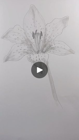 49K views · 2.9K reactions | Draw a tiger lily. Three-minute video available now for subscribers. Easy step-by-step drawing lesson on how to draw a tiger lily. #drawinglesson | Mark Liam Smith | markliamsmith · Original audio Tiger Lily Drawing, Draw A Tiger, 50k Views, Drawing Lesson, 10k Views, Step Drawing, A Tiger, Tiger Lily, Drawing Lessons