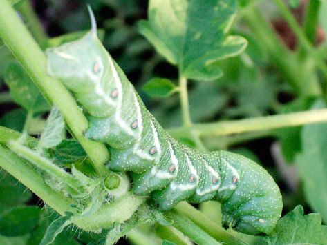 These big, green worms have a horn on their tail end, making them easy to recognize. They also have voracious appetites for tomato plants, so here's what to do if you spot one. Horn Worms, Tomato Problems, Tomato Hornworm, Tomato Pruning, Patio Decks, Tomato Growing, Gravel Landscaping, Rose Cuttings, Tomato Farming