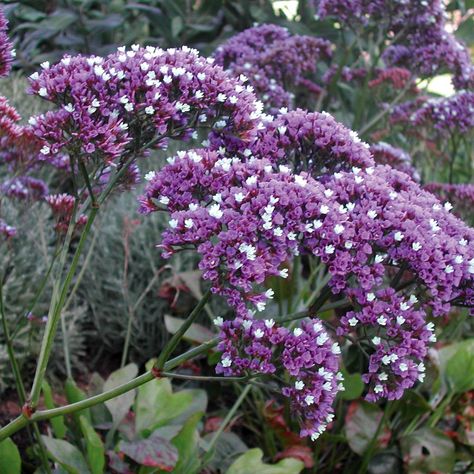 Grasses And Lavender, Sea Lavender Tattoo, Lavender And Allium Border, Tudor Garden, Sea Lavender Plant, St Aloysius, Sea Lavender, Lavender Varieties, Cat Safe Plants