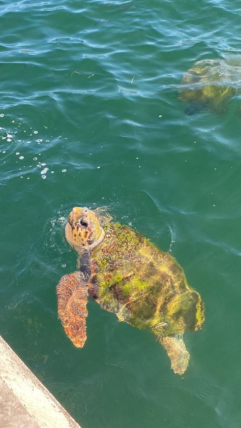 Green Turtle, Greece, Green