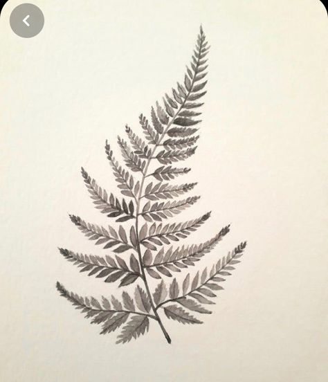 Fern Painting, Watercolour Botanical, New Zealand Tattoo, Fern Tattoo, Polynesian Tattoos, Marquesan Tattoos, Muster Tattoos, Inspiration Tattoos, Plant Tattoo