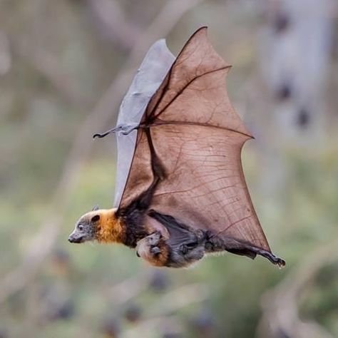 Lisa Lavender on Instagram: “Flying Fox Metro, Yarra Bend Park by Aussie conservation #wildographer & journo @doug_gimesy. Give him a follow for regular updates.…” Dog Rap, Fox Bat, Lilly Pilly, Giant Animals, Flying Fox, Most Beautiful Animals, Animal Companions, Draw On Photos, Large Animals