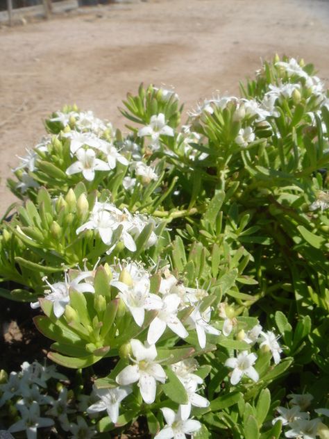 Creeping Boobialla, Myoporum Parvifolium, Bush Garden, Australian Native Garden, Tree Identification, Australian Outback, Australian Native Plants, Plant Guide, Water Wise