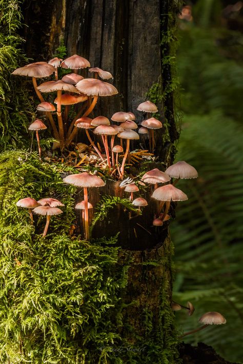 Moss In Forest, Mushroom Cover Photo, Mushroom Growing On Tree, Mushroom On Trees, Mushroom On A Tree, Dark Forest Mushrooms, Mushroom In The Forest, Mushrooms On A Tree, Deciduous Forest Aesthetic