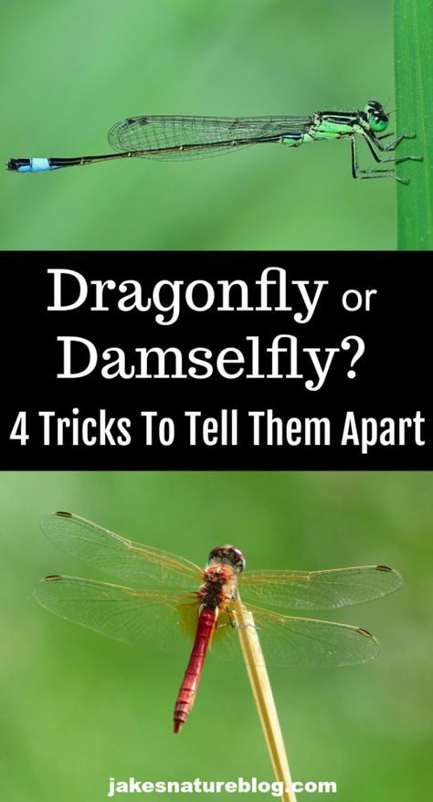 Damselfly Drawing, Dragonfly Art Diy, Damselflies, Dragonflies, Dragonfly Habitat, Types Of Dragonflies, Dragonfly Facts, Baby Dragonfly, Dragonfly Symbolism