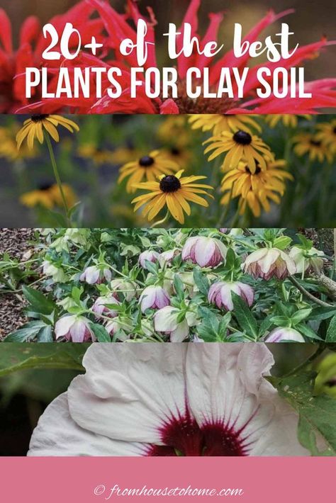 Best Plants For Clay Soil (20+ Perennials You’ll Want In Your Garden) #fromhousetohome #perennials #clay #gardeningtips Plants For Clay Soil, Clay Soil Plants, Planting In Clay, Japanese Painted Fern, Flower Garden Plans, Hardy Hibiscus, Full Sun Perennials, Sun Perennials, Thriving Garden