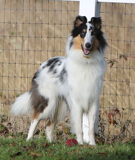 Harlequin rough collie Aussie Collie, Merle Collie, Blue Merle Collie, Weird Looking Animals, Scotch Collie, Rough Collies, Smooth Collie, Every Dog Breed, Sheltie Dogs