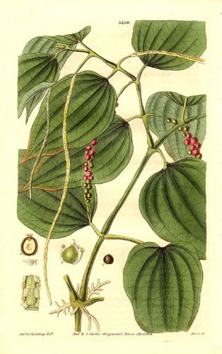 Benefits and Uses of Black Pepper Black Pepper Plant, Asian Plants, Black Pepper Essential Oil, Black Pepper Oil, Missouri Botanical Garden, Kampot, Illustration Botanique, Pepper Plants, Insect Control