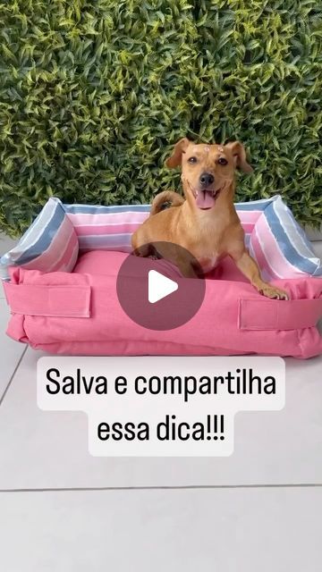 Turma da Pulga - As melhores caminhas pet da internet! on Instagram: "Não compre a cama do seu doguinho sem antes ver essa aqui! Vem ver todas as funções que essa caminha faz!" Internet, Pet, On Instagram, Instagram