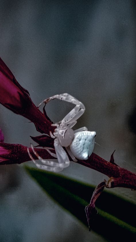 #spider #insect #beautiful #photography Flower Crab Spider, Spiderverse Dr, Flower Crab, Aesthetic Clicks, Crab Spider, A Flower, Crab, Art Journal, Floral