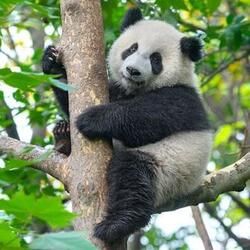 Panda Climbing, Panda Pictures, Panda Bear Art, Rare Videos, Giant Panda, Baby Panda, Bear Art, Cute Wild Animals, Wildlife Conservation