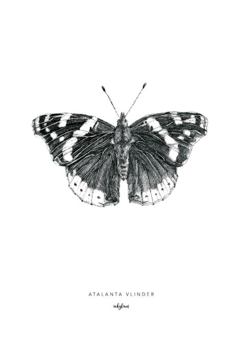 Admiral Butterfly Tattoo, Red Admiral Butterfly, Admiral Butterfly, Butterfly Tattoo Stencil, Insect Collection, Butterfly Illustration, Butterflies Flying, Butterfly Drawing, Tattoo Stencil