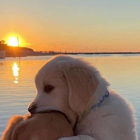 Dogs Cute, A Dog, Golden Retriever, Cute Dogs, Best Friends, Puppies, Sun, Dogs, Water