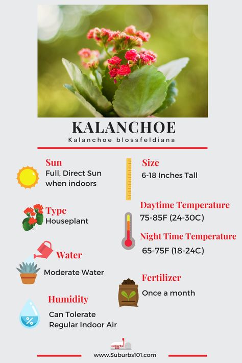 9 Tips on How to Care for Your Kalanchoe Plant (Infographic) Kalonche Plant Care, Kalanchoe Plant Care Indoors, Plant Infographic, Kalanchoe Plant Care, Kalanchoe Flowers, Kalanchoe Plant, Succulents Care, Kalanchoe Blossfeldiana, Succulent Garden Indoor