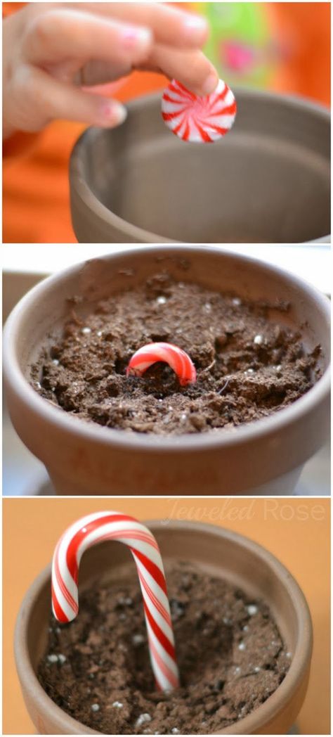 HOW TO GROW A CANDY CANE. Christmas magic for kids. #growacandycaneforkids #growacandycane #howtogrowacandycane #candycanecraftsforkids #candycaneactivities #candycaneseeds #candycanescience #christmascrafts #christmascraftsforfamilies #growingajeweledrose #activitiesforkids Starlight Mints, Teaching Crafts, Kids Help, Christmas Brunch, Navidad Diy, Preschool Christmas, Holiday Magic, Holiday Food, Noel Christmas