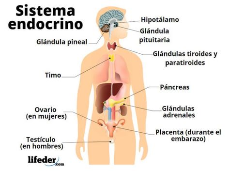 Sistema endocrino: funciones, partes, hormonas, enfermedades - Lifeder Medicine Student, Medical School Studying, Bullet Journal School, Anatomy And Physiology, Medical School, Medical Supplies, Biology, Teaching Resources, Anatomy